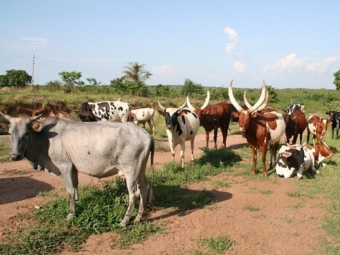 PM directs minister on Foot and Mouth Disease in Ntugamo District